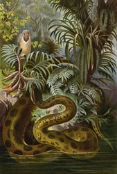 Anaconda